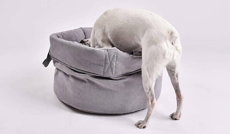 DOGS in the CITY® - Discover Collections!